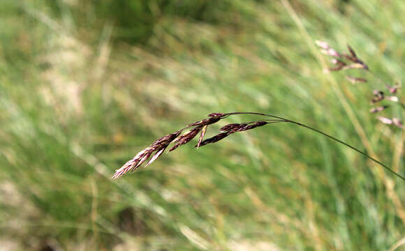 Image of Festuca varia Haenke