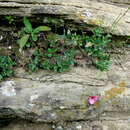 Image of Diascia capsularis Benth.