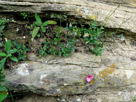 Image of Diascia capsularis Benth.