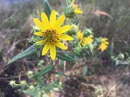 Image of Schweinitz's sunflower