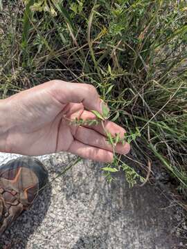 Imagem de Vicia ludoviciana subsp. leavenworthii (Torr. & A. Gray) Lassetter & C. R. Gunn