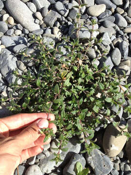 Image of common mouse-ear chickweed