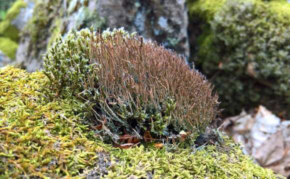 Image of cup lichen