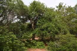 Plancia ëd Commiphora glandulosa Schinz