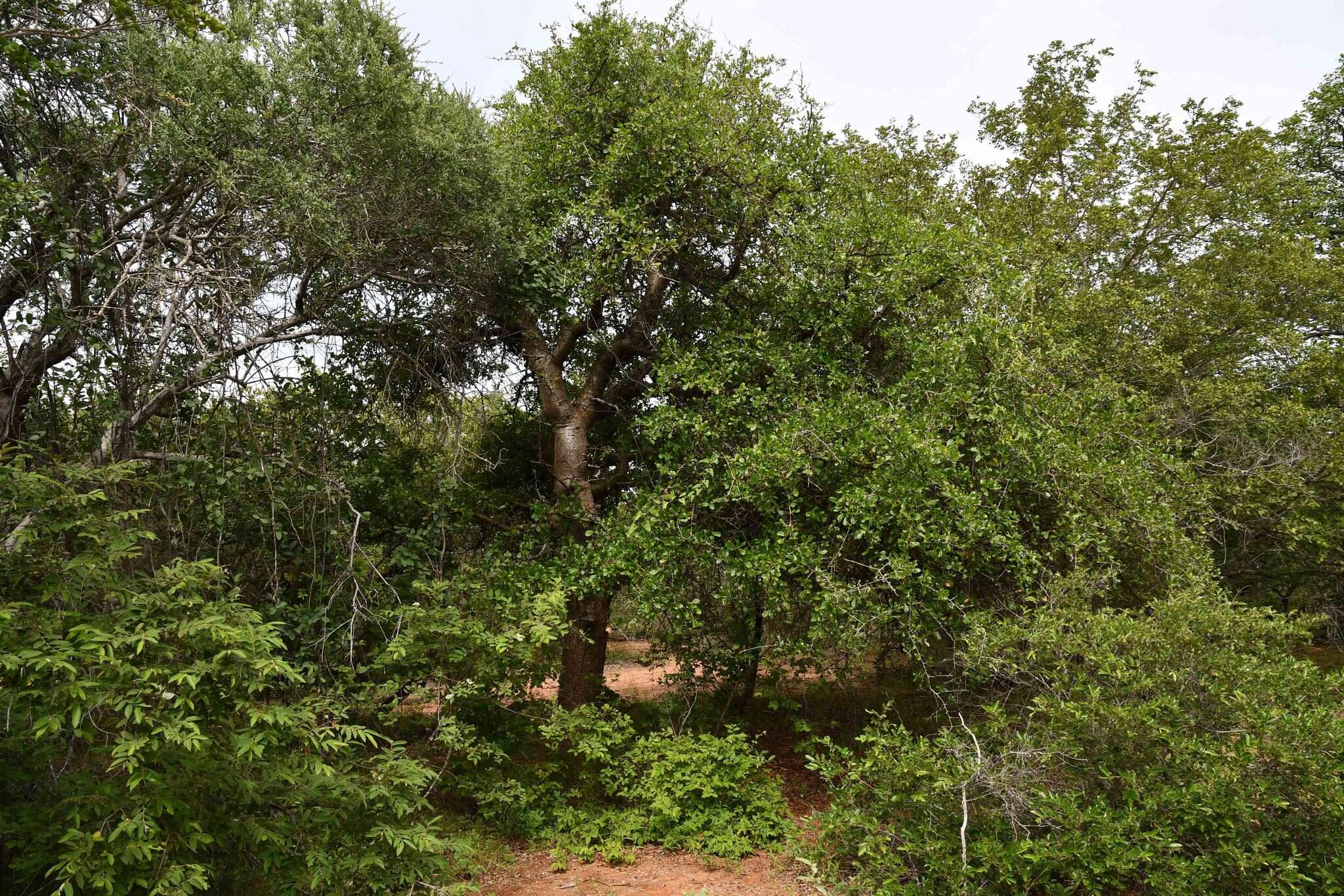 Plancia ëd Commiphora glandulosa Schinz