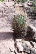 Plancia ëd Echinopsis ferox (Britton & Rose) Backeb.