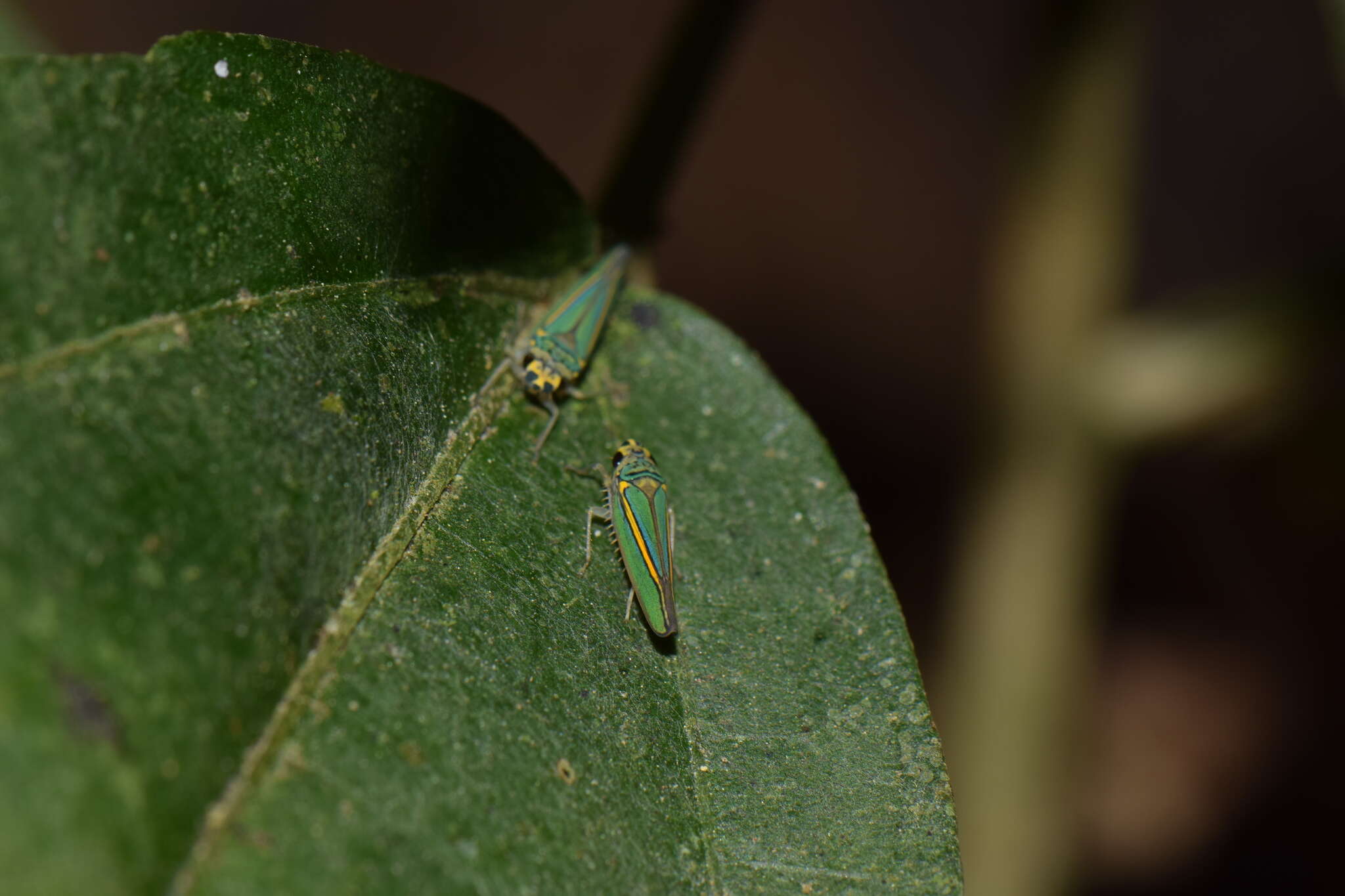 Image of Graphocephala aurolineata (Fowler 1900)