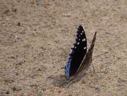 Image of Blue-spangled Charaxes