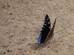 Imagem de Charaxes guderiana Dewitz 1879