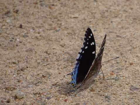 صورة Charaxes guderiana Dewitz 1879