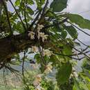 Image of Dendrobium amoenum Wall. ex Lindl.