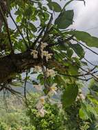 Imagem de Dendrobium amoenum Wall. ex Lindl.