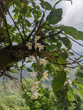 Dendrobium amoenum Wall. ex Lindl.的圖片