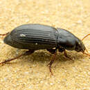 Image de Harpalus (Harpalus) flavicornis Dejean 1829