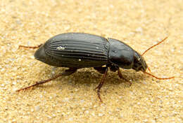 Image de Harpalus (Harpalus) flavicornis Dejean 1829