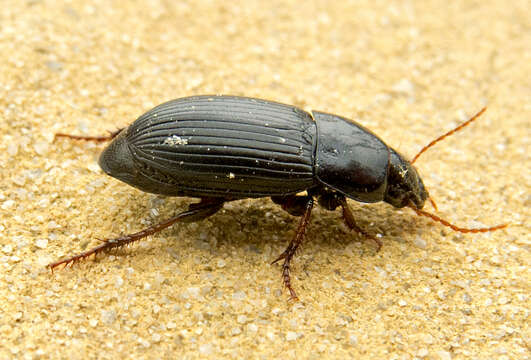 Imagem de Harpalus (Harpalus) flavicornis Dejean 1829