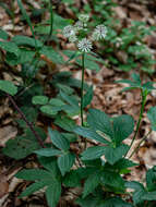 Imagem de Astrantia major subsp. involucrata (W. D. J. Koch) Ces.