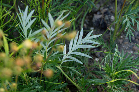 Image of staghorn cinquefoil