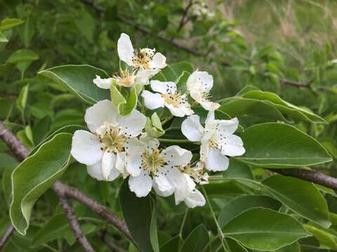 Plancia ëd Pyrus communis L.