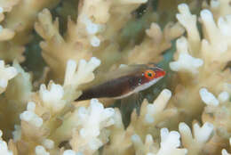 Image of Creamback dwarfgoby