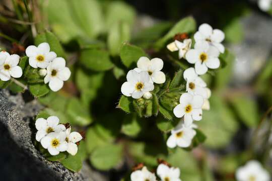 Image of Myosotis lyallii subsp. elderi (L. B. Moore) Meudt & Prebble