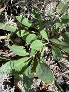 Image of low beardtongue