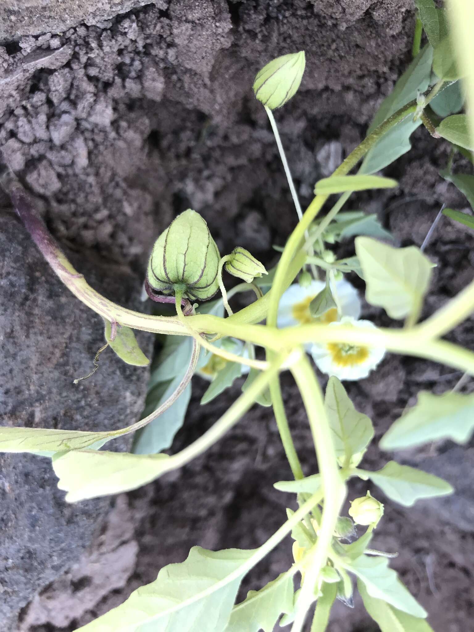 Plancia ëd Physalis acutifolia (Miers) Sandwith