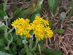 Image of woolly ragwort