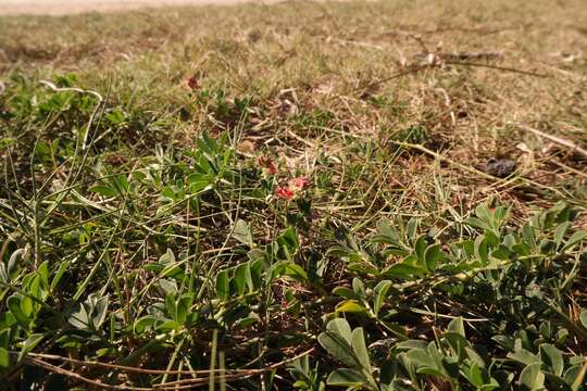 Indigofera spicata var. spicata resmi