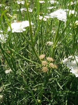 Imagem de Oenanthe silaifolia Bieb.