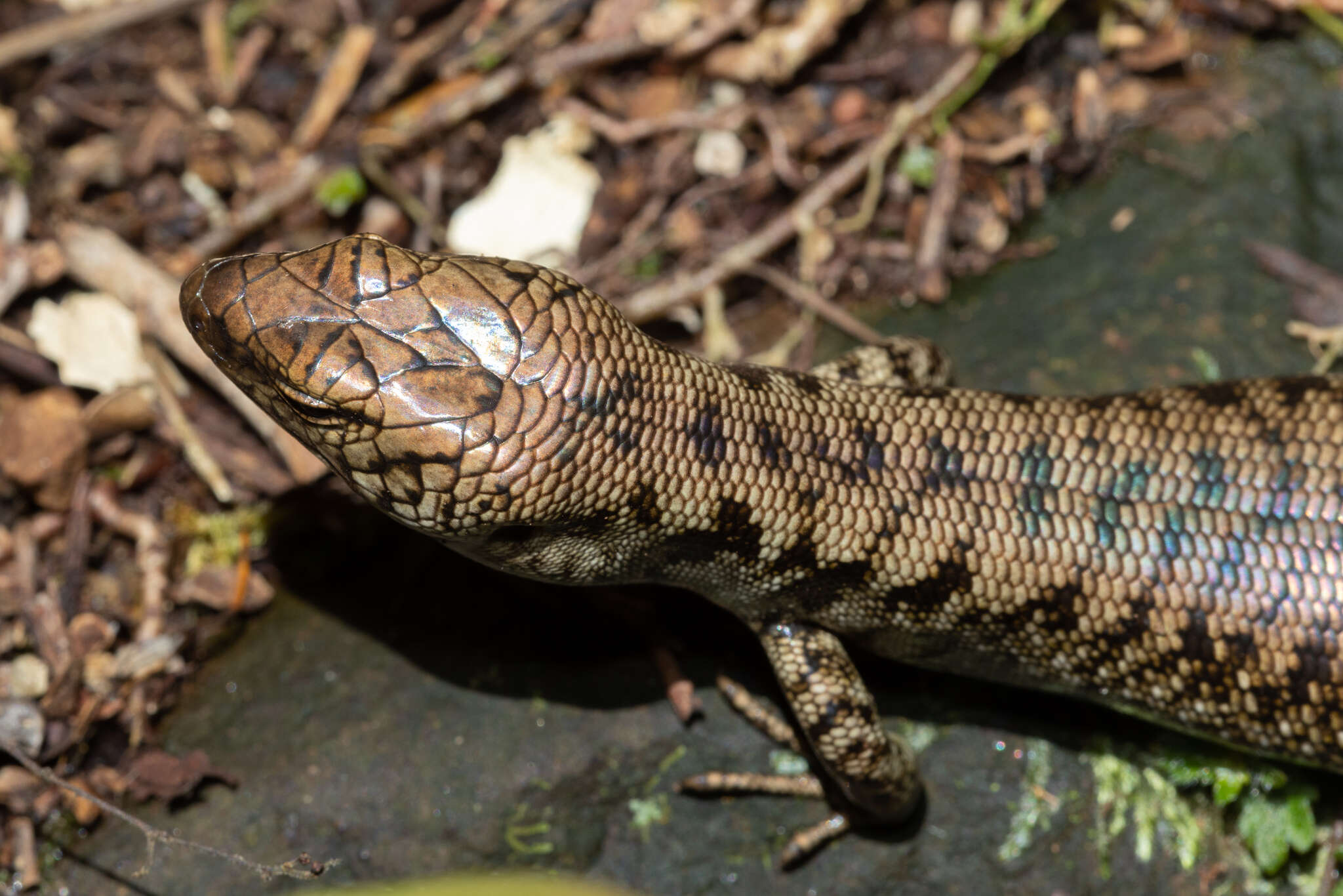 Image of Border Ranges Blue-spectacled