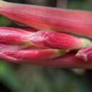 Image of Alpinia japonica (Thunb.) Miq.