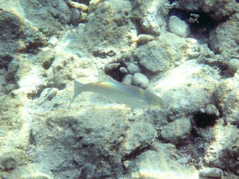 Image of Golden Grey Mullet