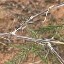 Image of Asparagus exuvialis Burch.