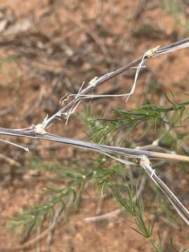 Image of Asparagus exuvialis Burch.