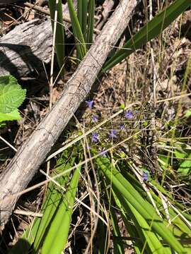 Image de Dianella brevipedunculata R. J. F. Hend.