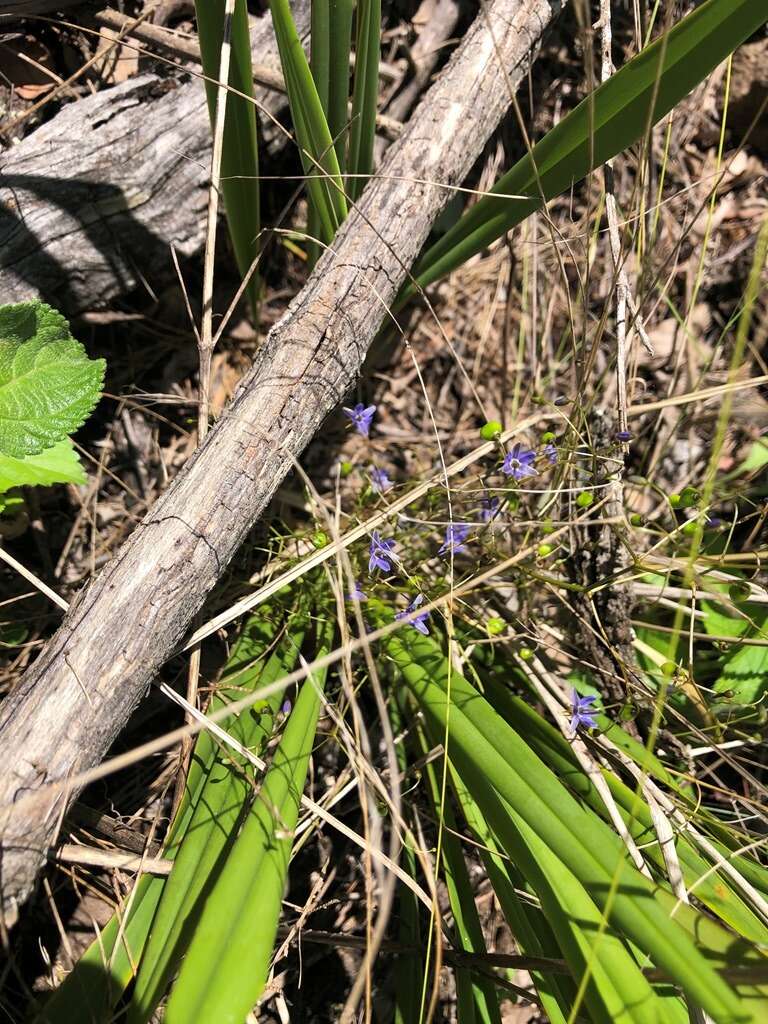 Image de Dianella brevipedunculata R. J. F. Hend.