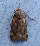 Image of Grease Moth