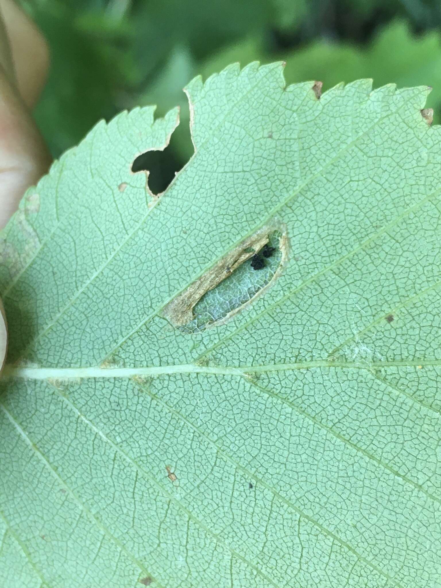 Phyllonorycter obscuricostella (Clemens 1859)的圖片