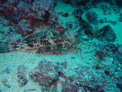 Image of Galapagos gurnard