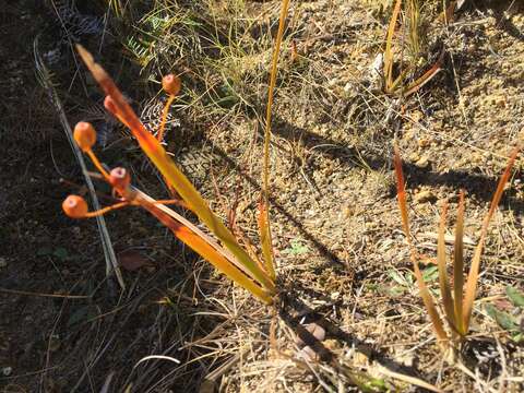 Image of Libertia peregrinans Cockayne & Allan