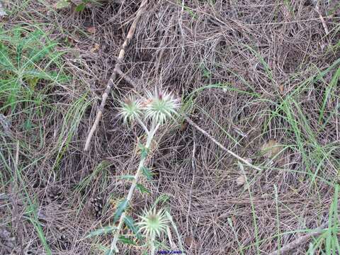 Sivun Ptilostemon hispanicus (Lam.) W. Greuter kuva