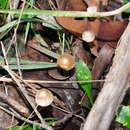 Image of Mycena albidofusca Cleland 1933