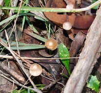 Sivun Mycena albidofusca Cleland 1933 kuva