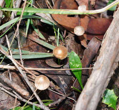 Sivun Mycena albidofusca Cleland 1933 kuva