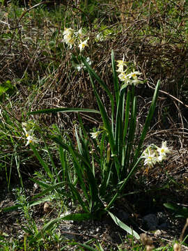 Image of Narcissus tazetta subsp. italicus (Ker Gawl.) Baker