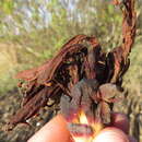 Image of Hyobanche rubra N. E. Br.