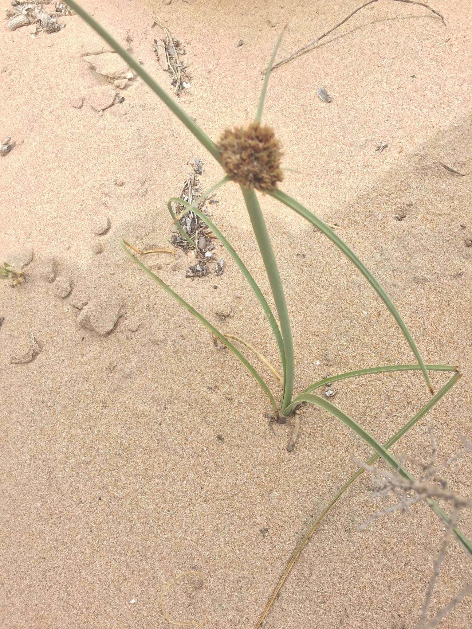 Image de Cyperus capitatus Vand.