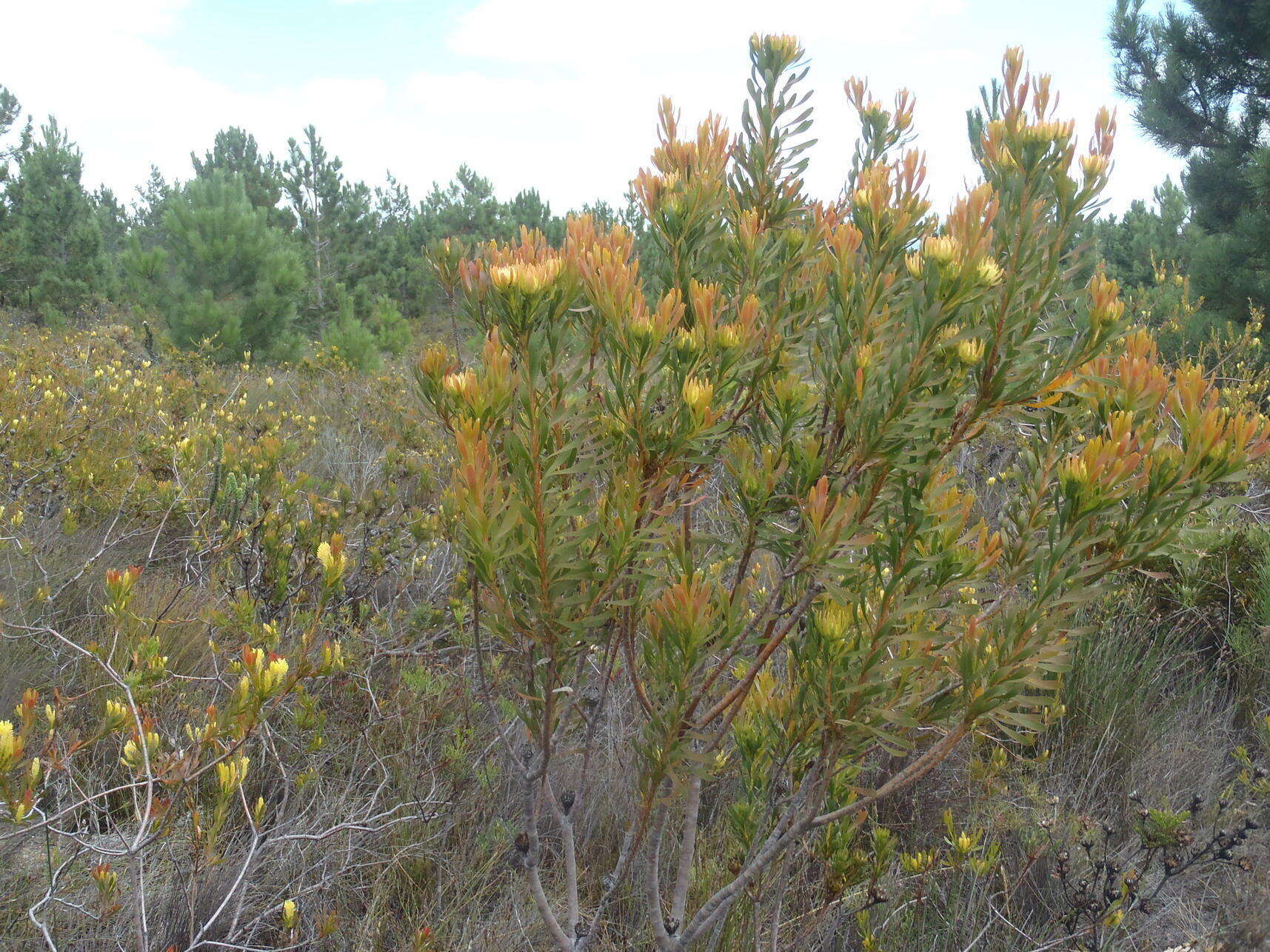 Image of Featherbush