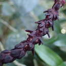 Image of Bulbophyllum callosum Bosser